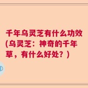 千年乌灵芝有什么功效(乌灵芝：神奇的千年草，有什么好处？)