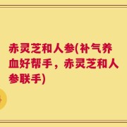 赤灵芝和人参(补气养血好帮手，赤灵芝和人参联手)