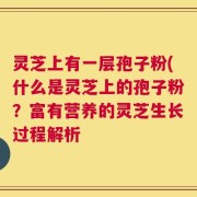 灵芝上有一层孢子粉(什么是灵芝上的孢子粉？富有营养的灵芝生长过程解析