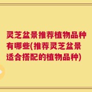 灵芝盆景推荐植物品种有哪些(推荐灵芝盆景适合搭配的植物品种)