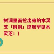 树洞里面挖出来的木灵芝「树洞」惊现罕见木灵芝！)