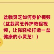 盆栽灵芝如何养护视频(盆栽灵芝养护教程视频，让你轻松打造一盆健康的小灵芝！)