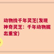 动物找千年灵芝(发现神奇灵芝：千年动物掘出重宝)