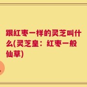 跟红枣一样的灵芝叫什么(灵芝皇：红枣一般仙草)