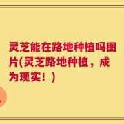 灵芝能在路地种植吗图片(灵芝路地种植，成为现实！)