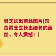 灵芝长出菌丝图片(珍贵灵芝生长出细长的菌丝，令人震撼！)