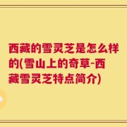 西藏的雪灵芝是怎么样的(雪山上的奇草-西藏雪灵芝特点简介)