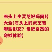 石头上生灵芝好吗图片大全(石头上的灵芝有哪些形态？走近自然的奇妙体验)
