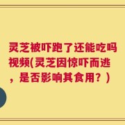 灵芝被吓跑了还能吃吗视频(灵芝因惊吓而逃，是否影响其食用？)