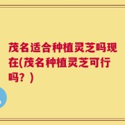 茂名适合种植灵芝吗现在(茂名种植灵芝可行吗？)