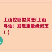 上山挖巨型灵芝(上山寻仙：发现重量级灵芝！)