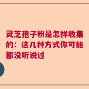 灵芝孢子粉是怎样收集的：这几种方式你可能都没听说过