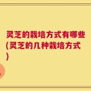 灵芝的栽培方式有哪些(灵芝的几种栽培方式)