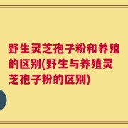 野生灵芝孢子粉和养殖的区别(野生与养殖灵芝孢子粉的区别)
