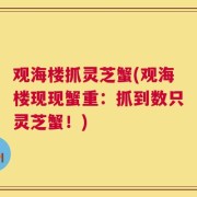 观海楼抓灵芝蟹(观海楼现现蟹重：抓到数只灵芝蟹！)