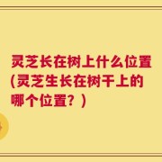 灵芝长在树上什么位置(灵芝生长在树干上的哪个位置？)