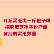 几斤灵芝出一斤孢子粉 探究灵芝孢子粉产量背后的灵芝数量