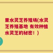 里水灵芝养殖场(水灵芝养殖基地 有效种植水灵芝的秘密！)