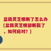 盆栽灵芝根断了怎么办(盆栽灵芝根部断裂了，如何应对？)