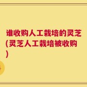 谁收购人工栽培的灵芝(灵芝人工栽培被收购)