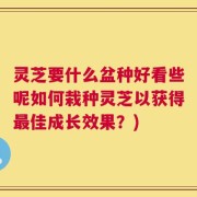 灵芝要什么盆种好看些呢如何栽种灵芝以获得最佳成长效果？)