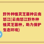 野外种植灵芝菌种云南怒江(云南怒江野外种植灵芝菌种，助力保护生态环境)