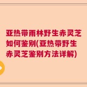 亚热带雨林野生赤灵芝如何鉴别(亚热带野生赤灵芝鉴别方法详解)