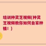 培训种灵芝视频(种灵芝视频教你如何自家种植！)