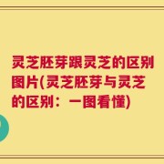 灵芝胚芽跟灵芝的区别图片(灵芝胚芽与灵芝的区别：一图看懂)