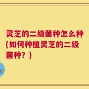 灵芝的二级菌种怎么种(如何种植灵芝的二级菌种？)