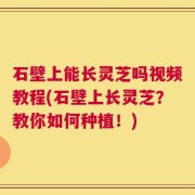 石壁上能长灵芝吗视频教程(石壁上长灵芝？教你如何种植！)