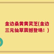 金边桑黄黄灵芝(金边三元仙草震撼登场！)