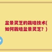 盆景灵芝的栽培技术(如何栽培盆景灵芝？)