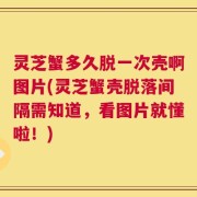 灵芝蟹多久脱一次壳啊图片(灵芝蟹壳脱落间隔需知道，看图片就懂啦！)
