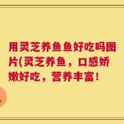 用灵芝养鱼鱼好吃吗图片(灵芝养鱼，口感娇嫩好吃，营养丰富！