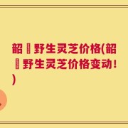 韶關野生灵芝价格(韶關野生灵芝价格变动！)