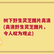 树下野生灵芝图片高清(高清野生灵芝图片，令人叹为观止)
