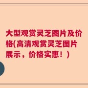 大型观赏灵芝图片及价格(高清观赏灵芝图片展示，价格实惠！)