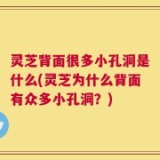灵芝背面很多小孔洞是什么(灵芝为什么背面有众多小孔洞？)