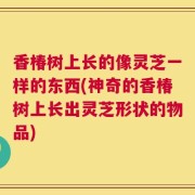 香椿树上长的像灵芝一样的东西(神奇的香椿树上长出灵芝形状的物品)