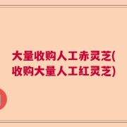 大量收购人工赤灵芝(收购大量人工红灵芝)