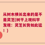 从树木横长出来的是不是灵芝(树干上现科学发现：灵芝长势如此猛！)