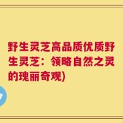 野生灵芝高品质优质野生灵芝：领略自然之灵的瑰丽奇观)