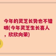 今年的灵芝长势也不错哦(今年灵芝生长喜人，欣欣向荣)