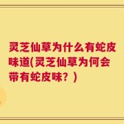 灵芝仙草为什么有蛇皮味道(灵芝仙草为何会带有蛇皮味？)
