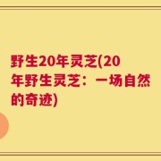 野生20年灵芝(20年野生灵芝：一场自然的奇迹)