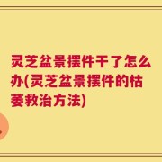 灵芝盆景摆件干了怎么办(灵芝盆景摆件的枯萎救治方法)