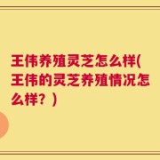 王伟养殖灵芝怎么样(王伟的灵芝养殖情况怎么样？)