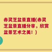 赤灵芝盆景直播(赤灵芝盆景直播分享，欣赏盆景艺术之美！)