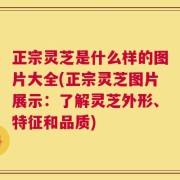 正宗灵芝是什么样的图片大全(正宗灵芝图片展示：了解灵芝外形、特征和品质)